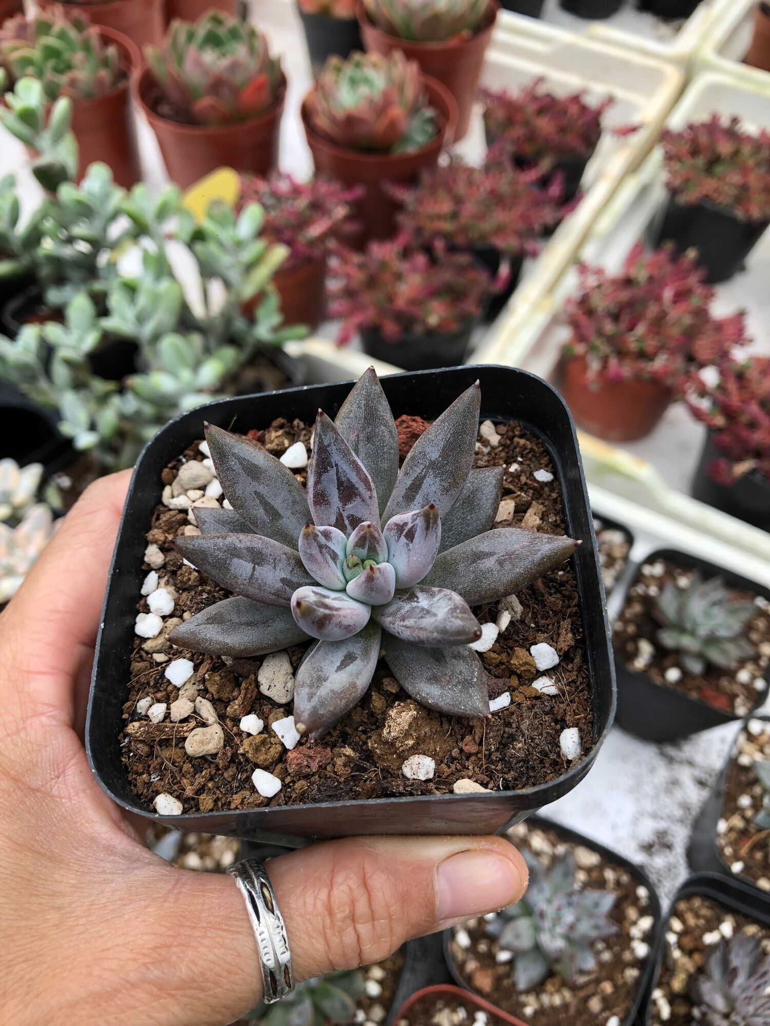 Sen đá Vuốt Đen 6cm