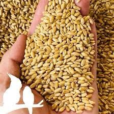 Bột mì nguyên cám 5kg, bột lúa mỳ nguyên cám