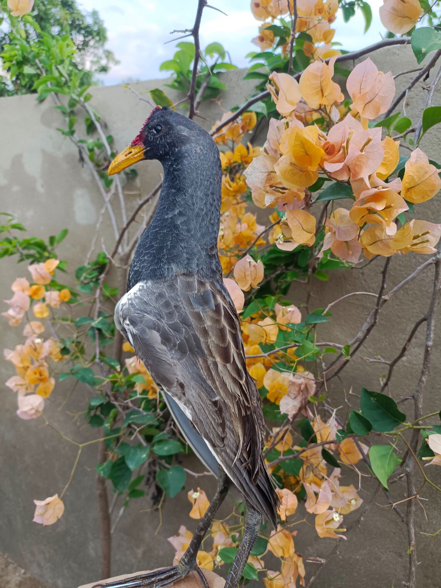 Cúm núm nhồi keo