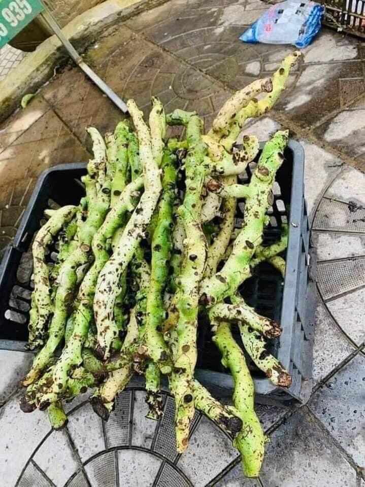 Tắc kè đá tươi 150k/5kg
