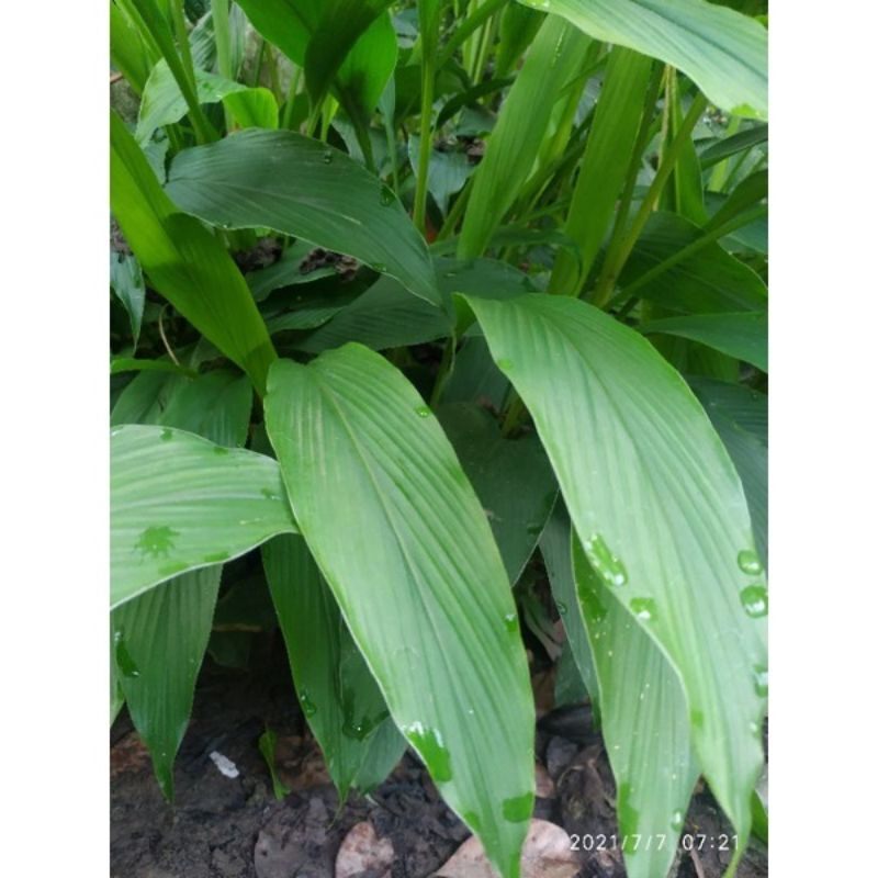 CỦ NGHỆ ĐEN TƯƠI.59k/kg:. CÂY GIỐNG.12k/bầu