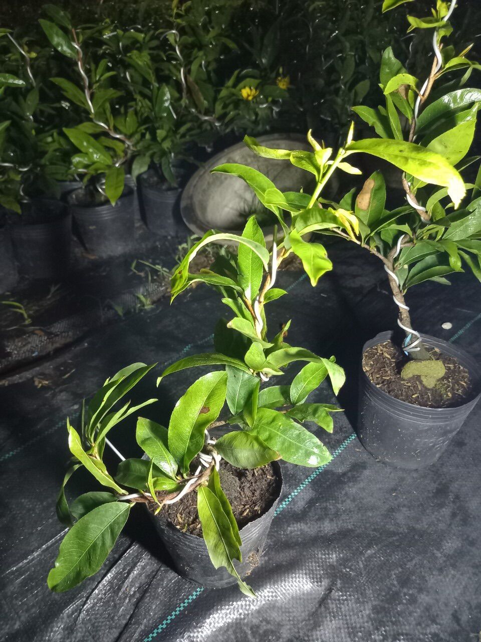 Cây Hoa mai giống siêu bông