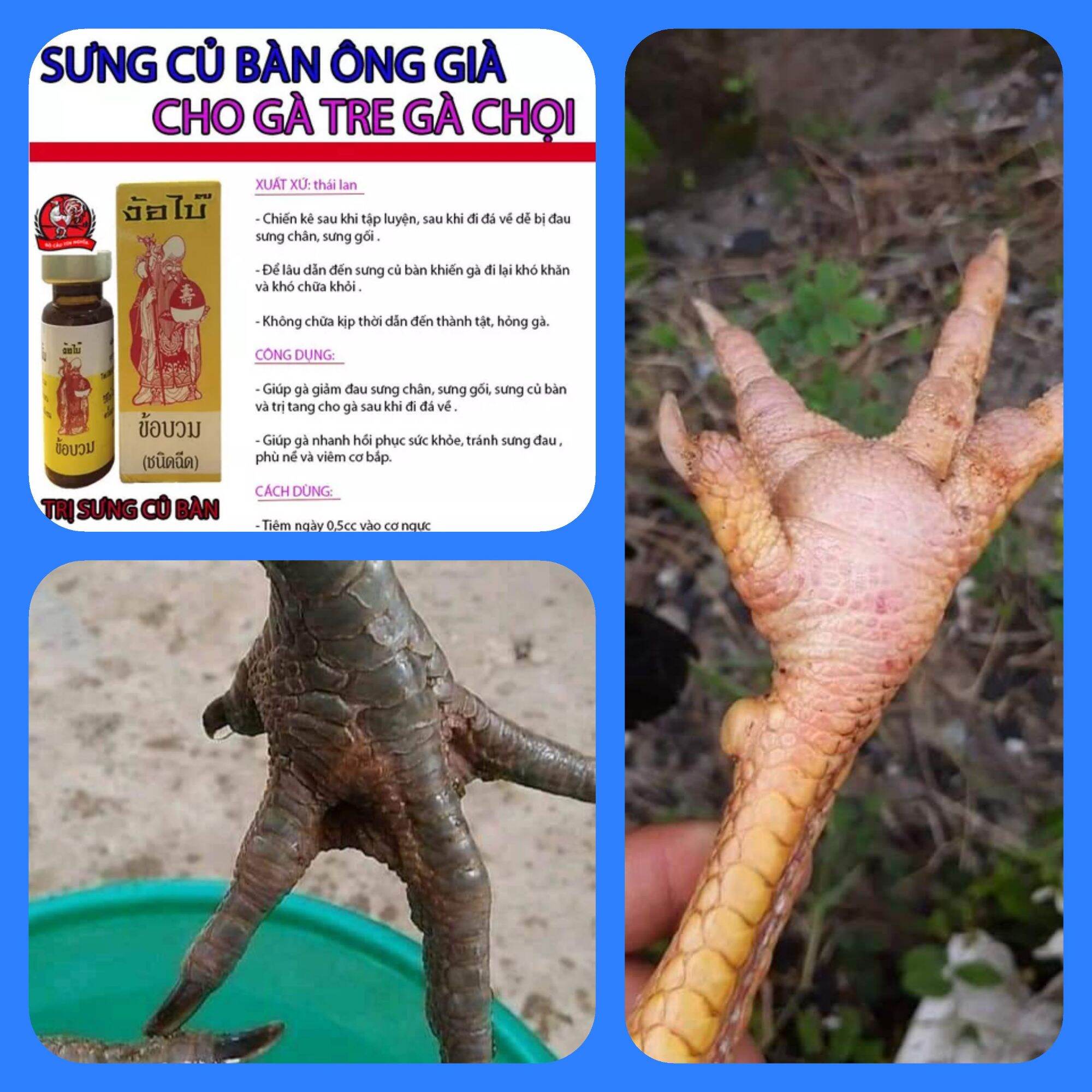Tiêm sưng củ bàn , co chân ,sưng chân cho gà đá hiệu ÔNG THỌ