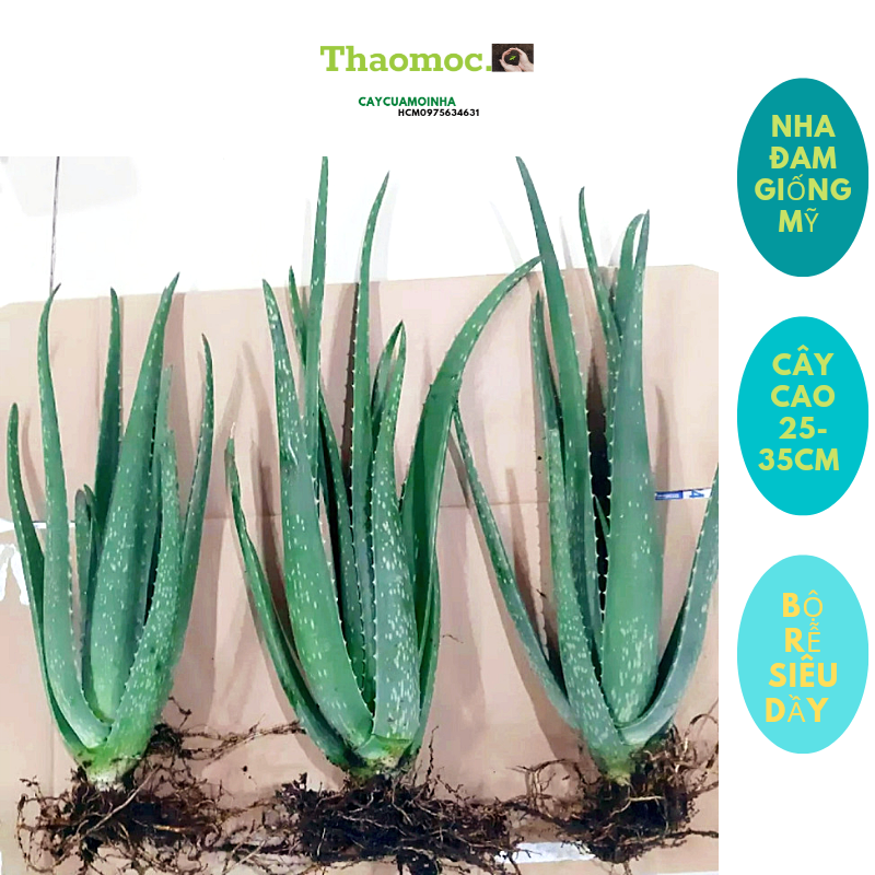 [HCM]COMBO 3 Cây Nha Đam ( Lô Hội ) Giống Mỹ (cao 25-35cm) Bộ rễ siêu dầy giúp cây phát triển nhanh.