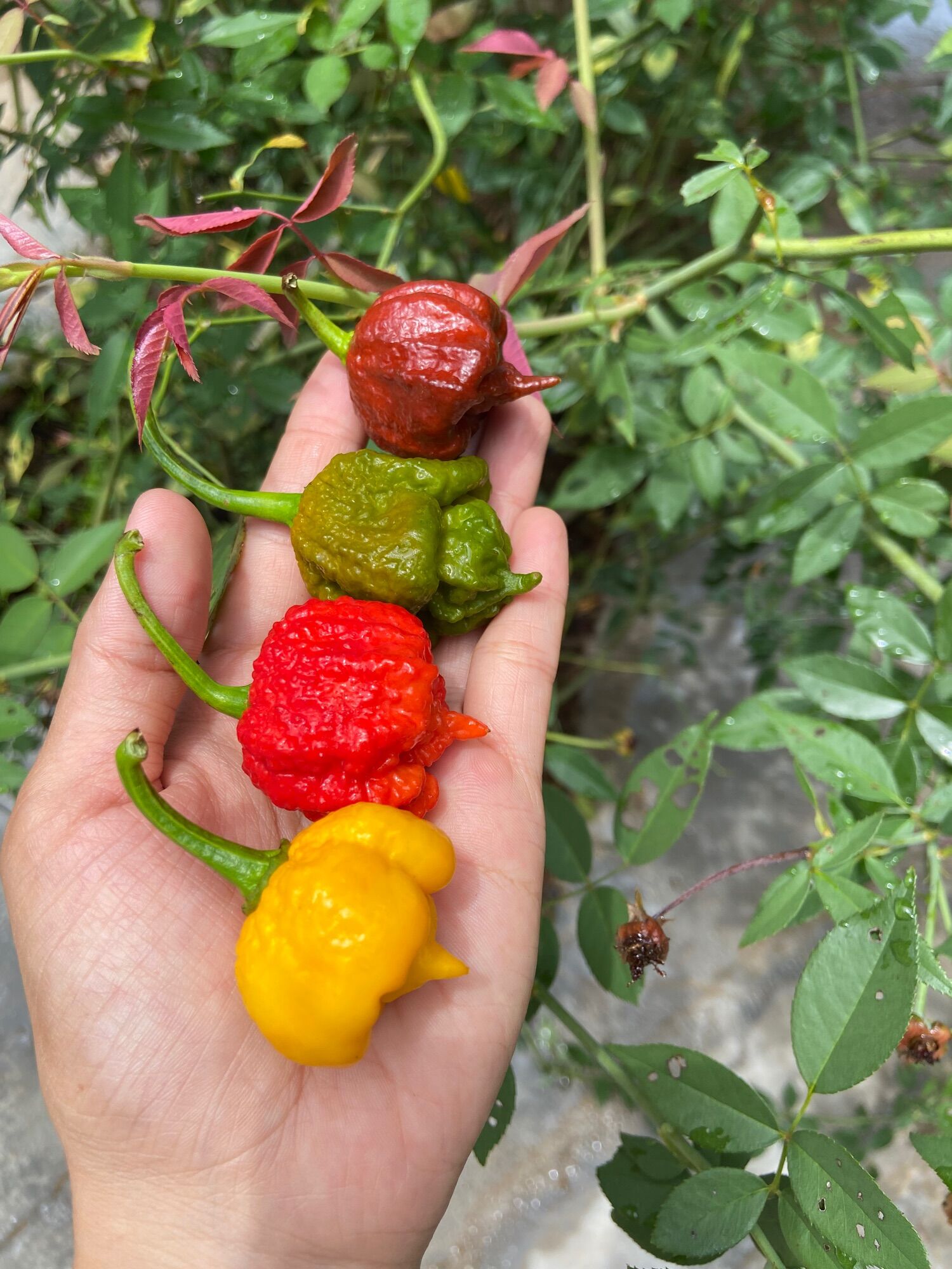 Cây Carolina reaper red, ớt cay nhất thế giới