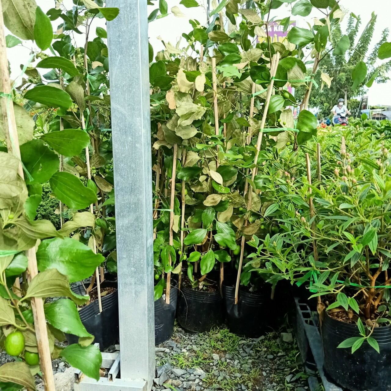 Cây Táo Thái đang trái lớn