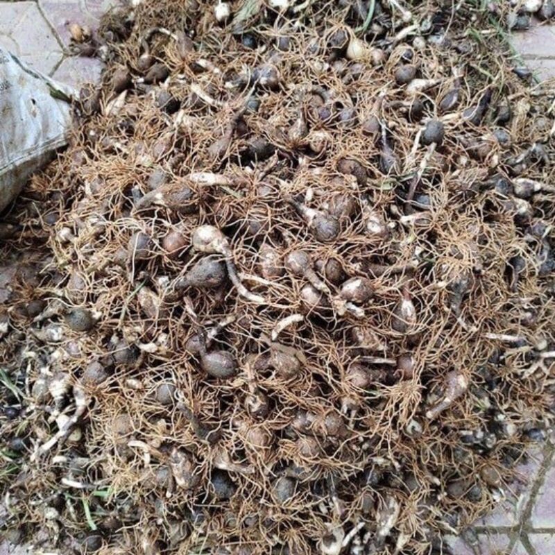 Củ hoa Huệ mưa