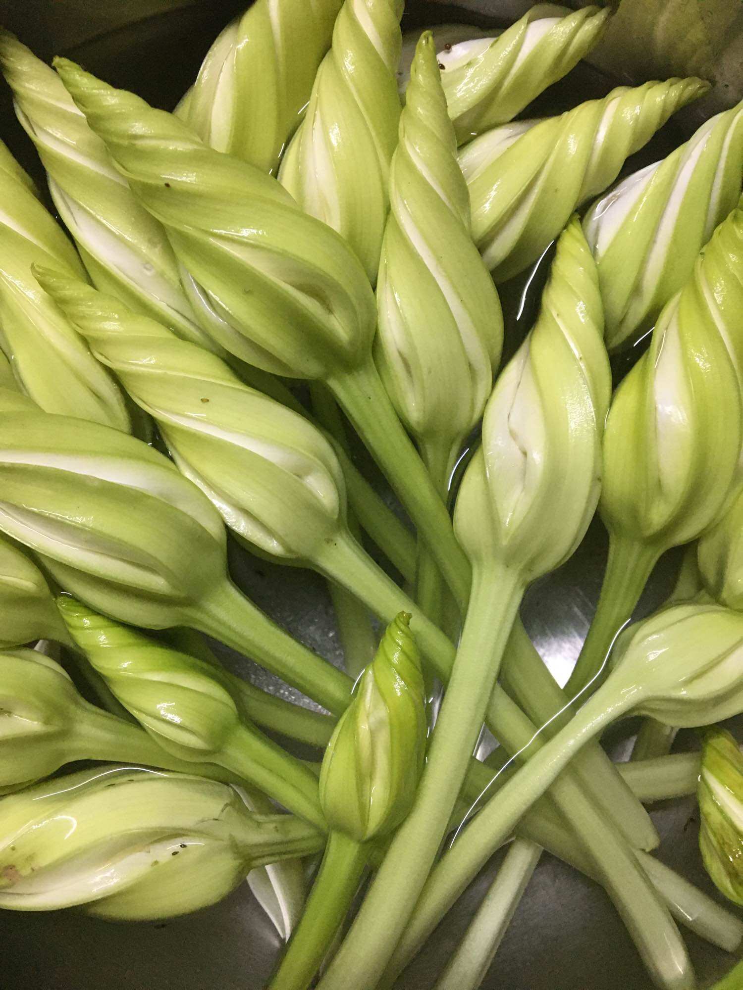 10 hạt giống hoa Mặt Trăng chomchan Thái