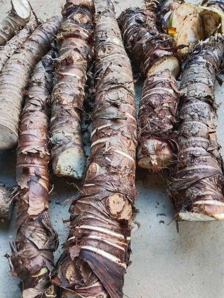 Combo 10 kg bạc hà núi-cây rái voi núi cấm An Giang