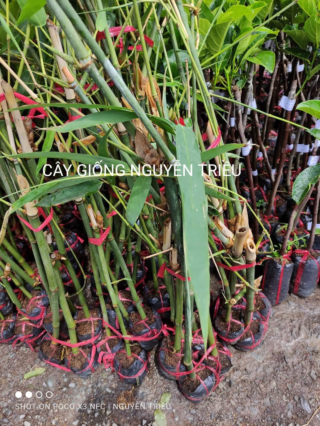 Cây giống tre điền trúc tứ quý