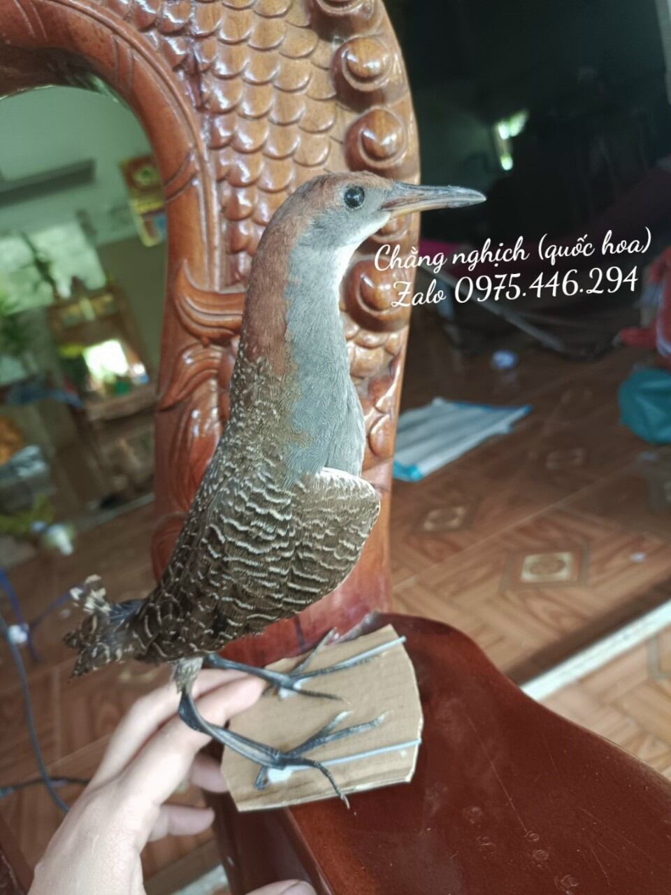 Chằng nghịch giả hàng bơm keo,bền đẹp.chắc.