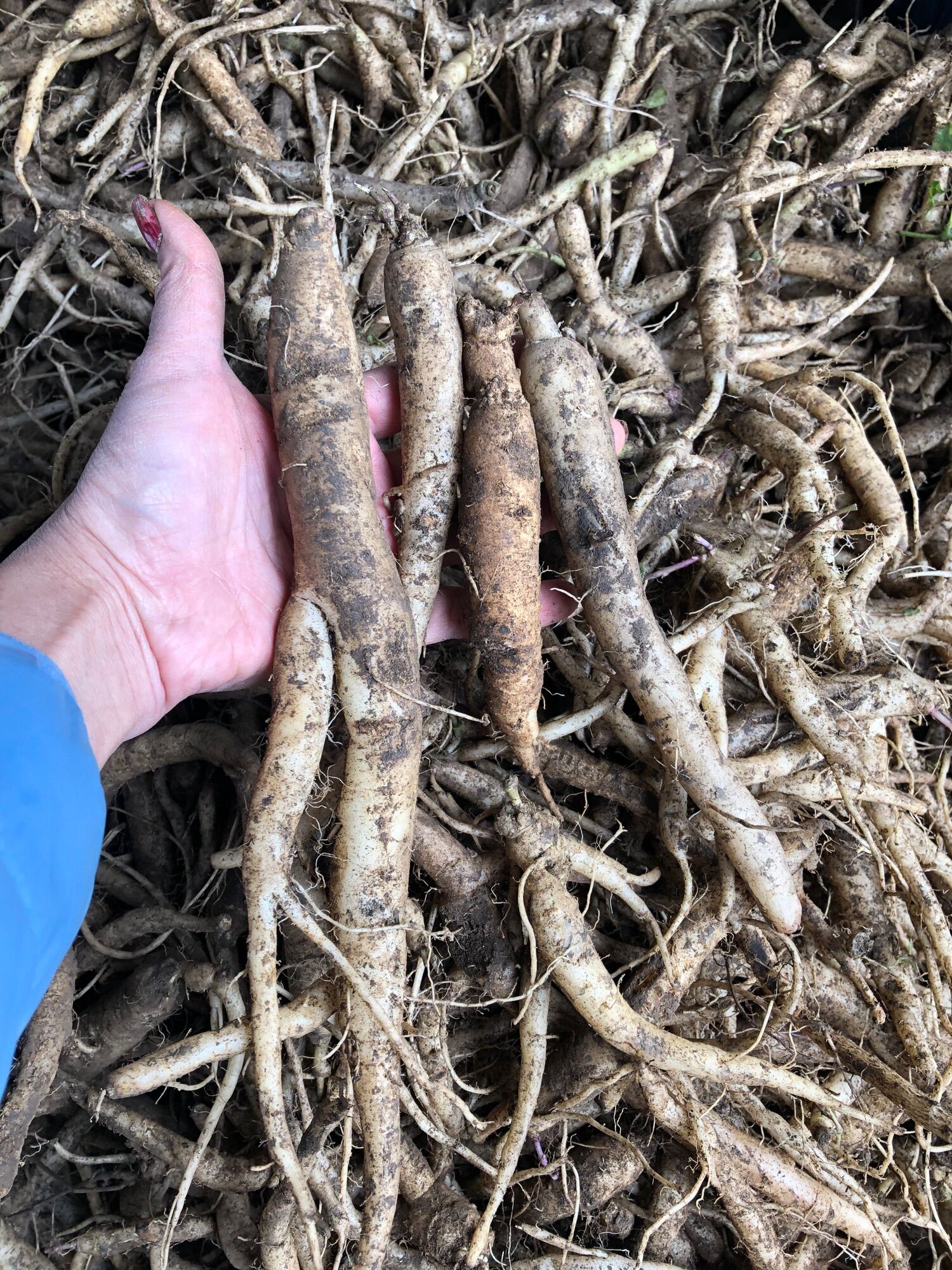 Đẳng sâm tươi (250k/2kg hàng chọn18 củ/kg)