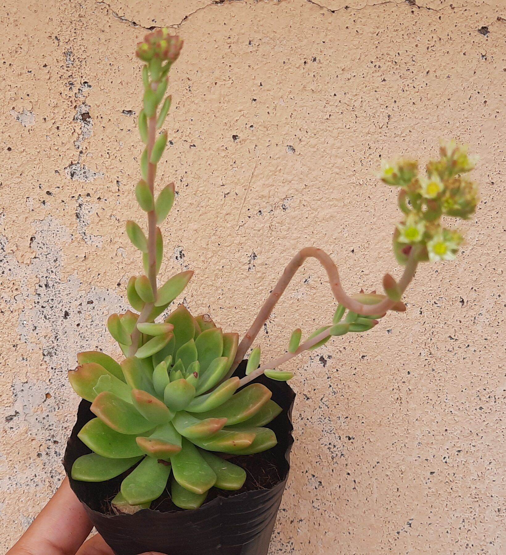 Sen đá MẶT TRỜI size bầu