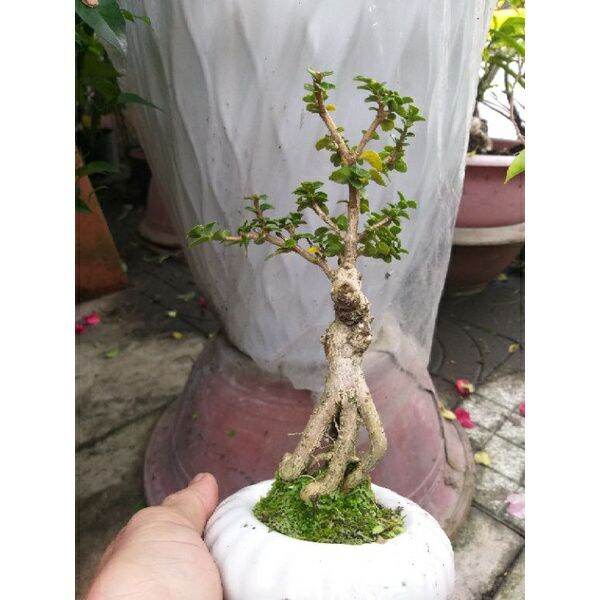 [HCM]Cây Sam hương mini để bàn Có chậu