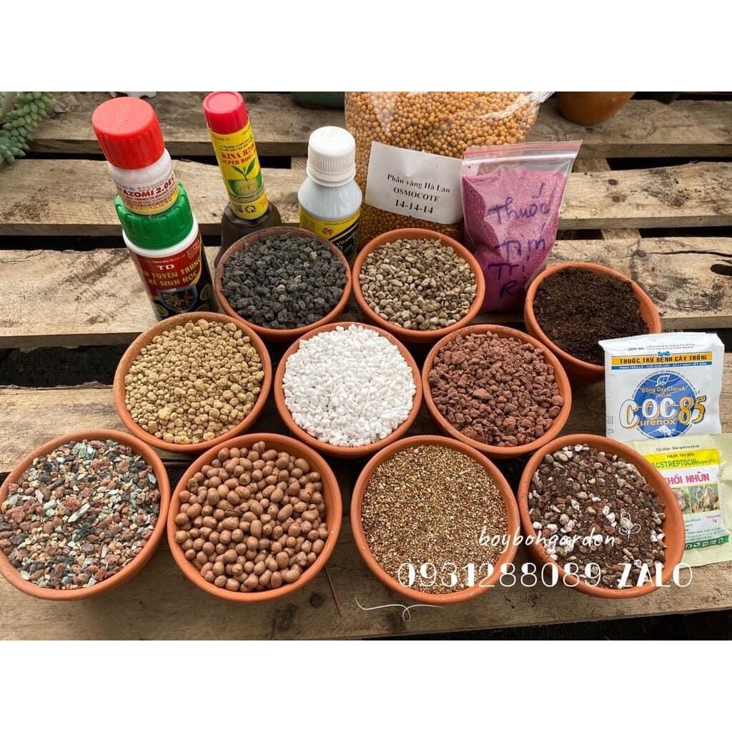 Cây sen đá crassula tứ phương xanh 3cm_hàng sẵn