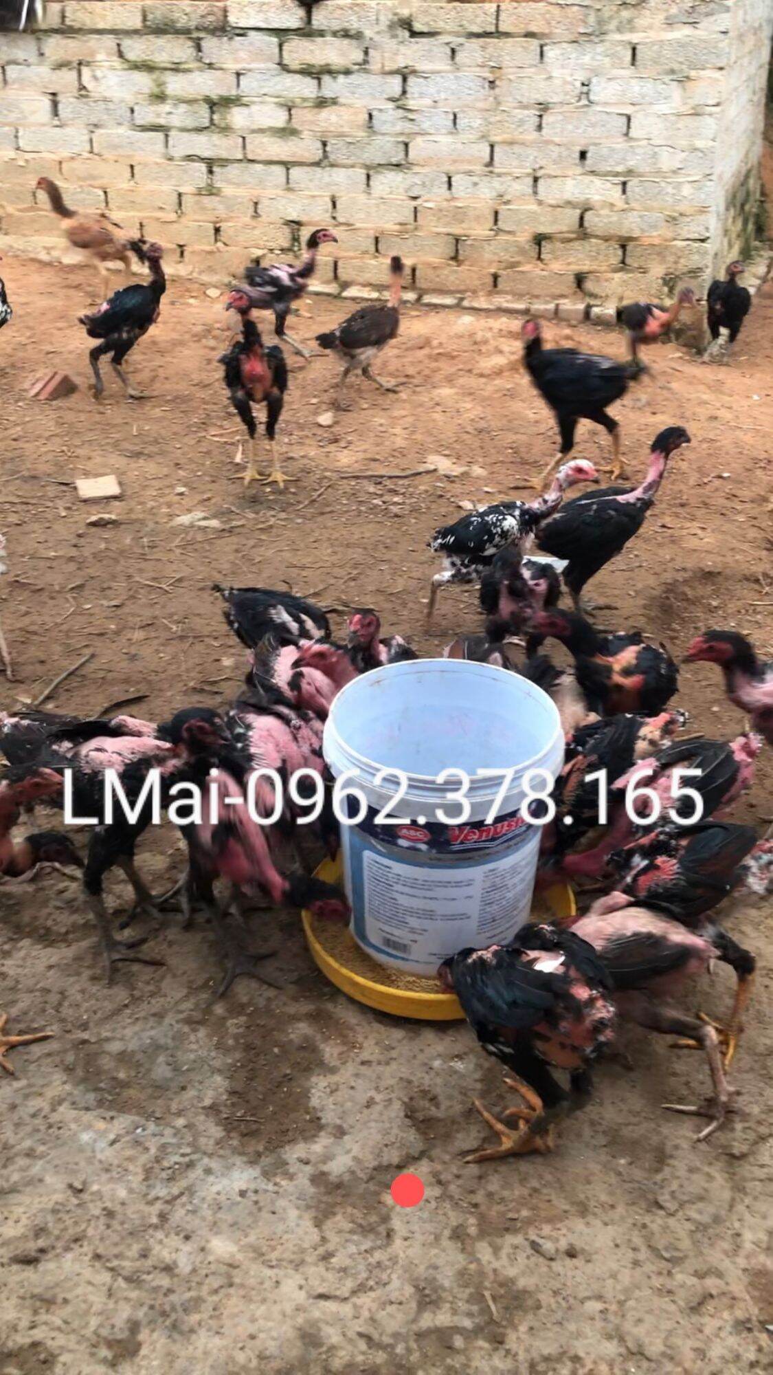 Combo 10 trứng gà chọi ấp nở