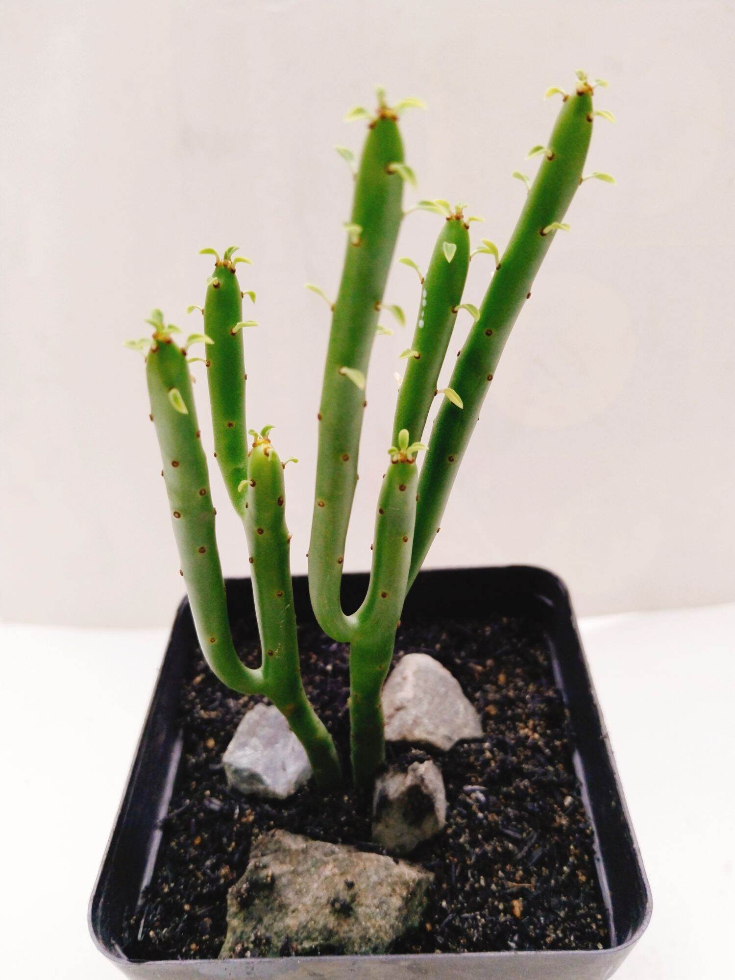 Cây xương rồng euphoria đậu đũa