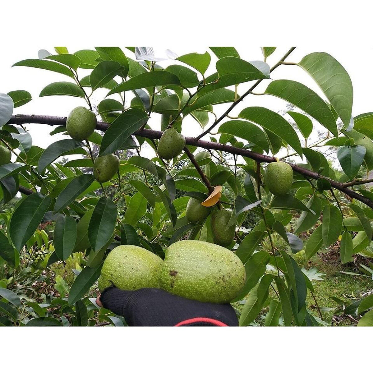 Cây bình bát giống ( 5 cây con rễ trần)