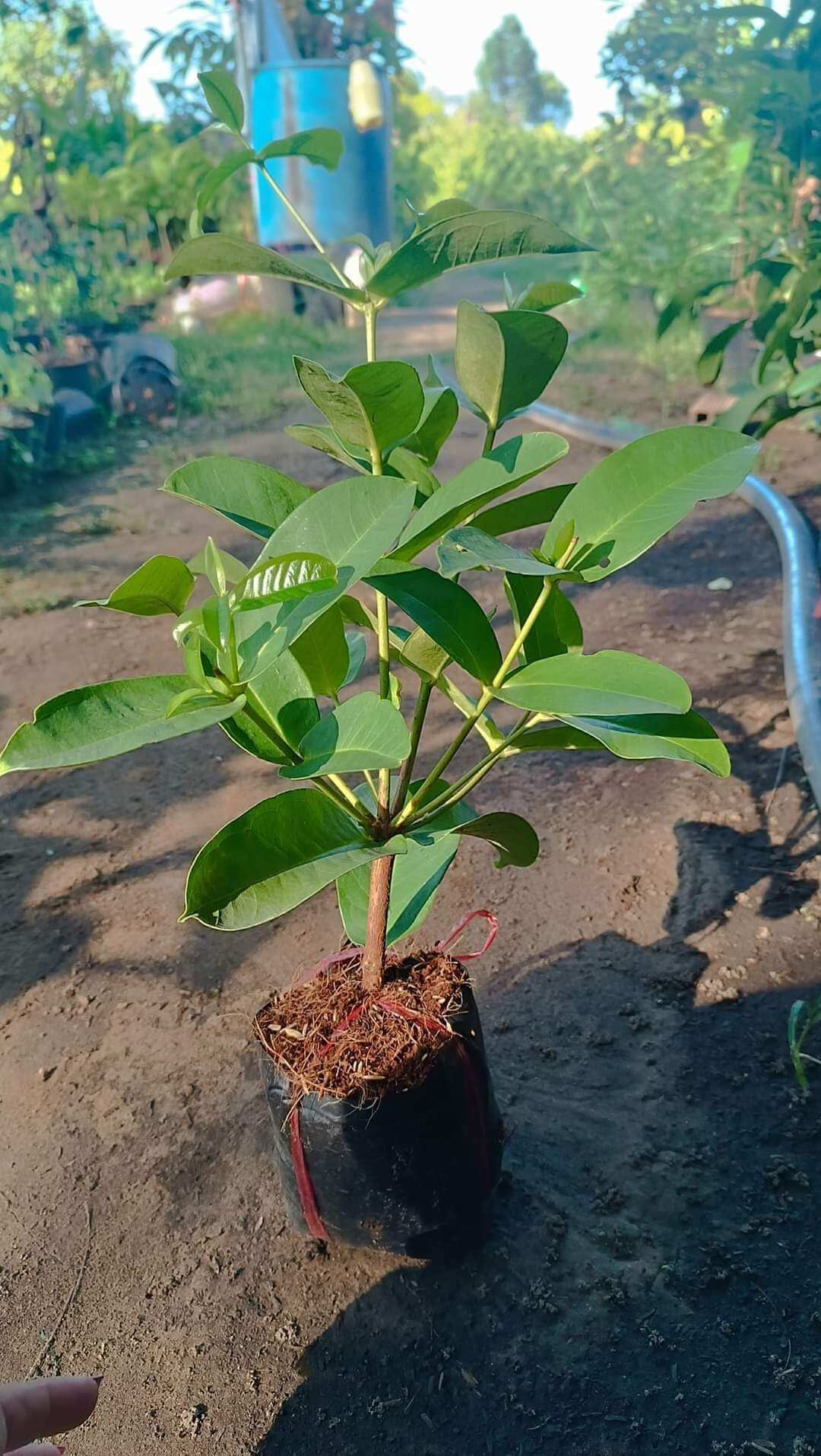 CÂY MẬN HOÀNG YẾN