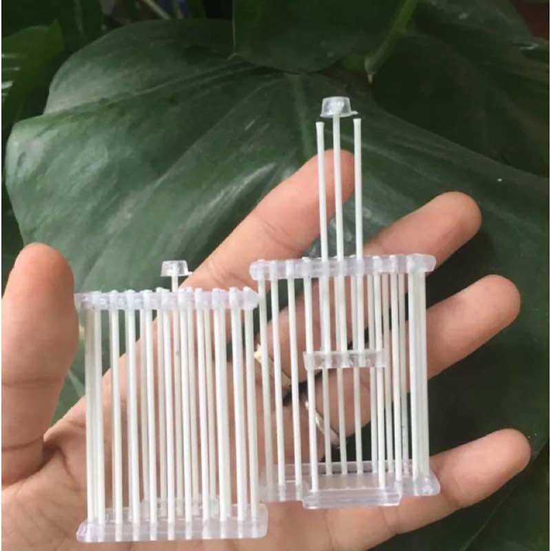 rọ dế,rọ cào cào cho mào,mi,choè