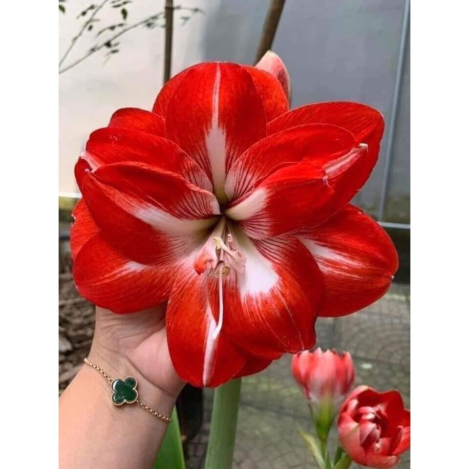 Hoa huệ kép hoa tết