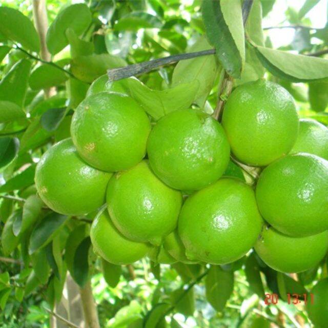 Chậu cây chanh tứ quý không hạt cao 50-80cm,chậu to,cây đẹp,