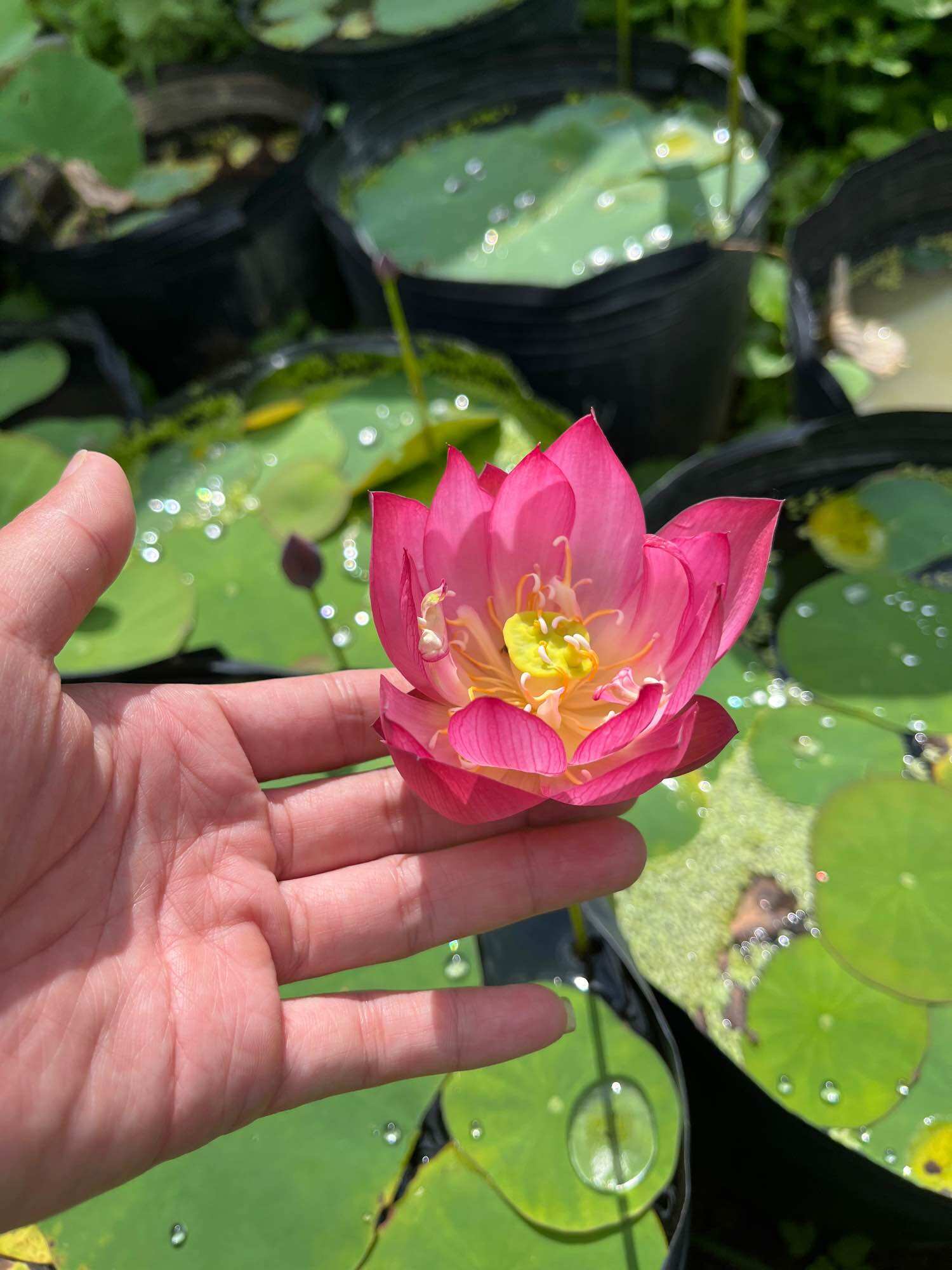 củ sen mini nhật