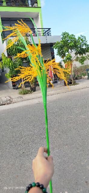 Cành lúa vàng trĩu bông 5 nhánh - bông lúa giả decor