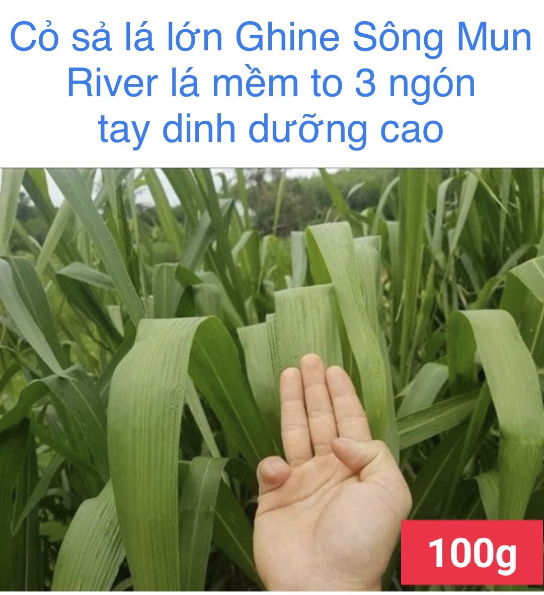 Ghine sông mun 100g nhập thái lan