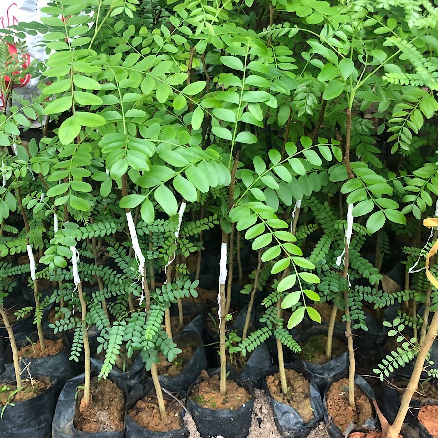 Bồ Kết Ghép- Cây Bồ kết Ghép, cây giống Bồ kết, cây dược liệu, gội đầu