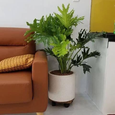 Cây trầu bà thanh Xuân lớn