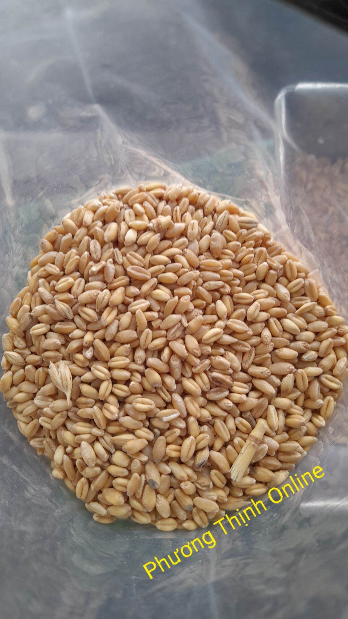 1Kg Lúa mì cho gia cầm
