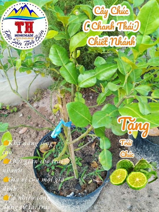 Cây Chúc ( Chanh Thái ) - Chiết Nhánh - Đặc sản An Giang ( Cây chanh Thái lá số 8)