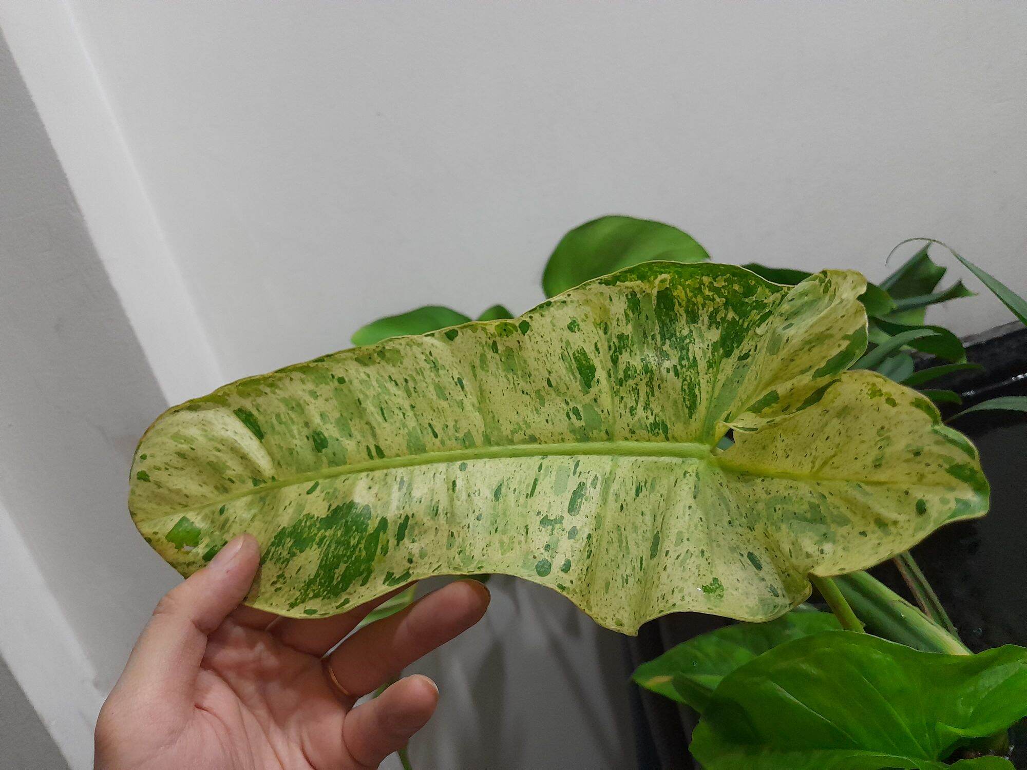 TRẦU BÀ PHILODENDRON PARAISO VERDE