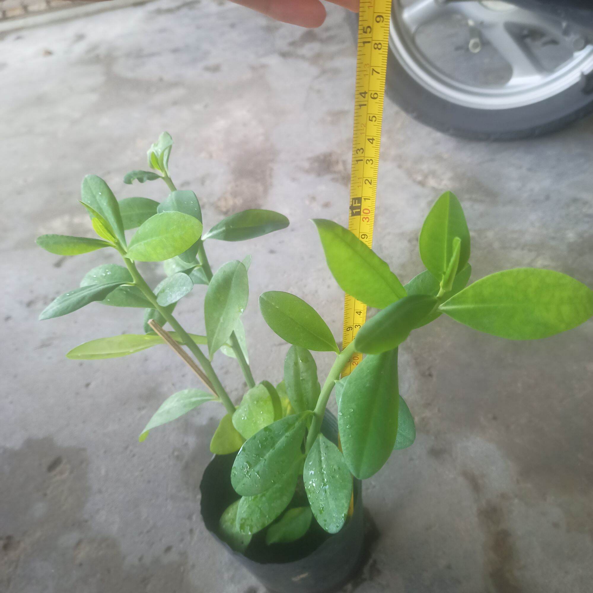 Chậu cây thạch anh, 4-5 cây có rễ ổn định