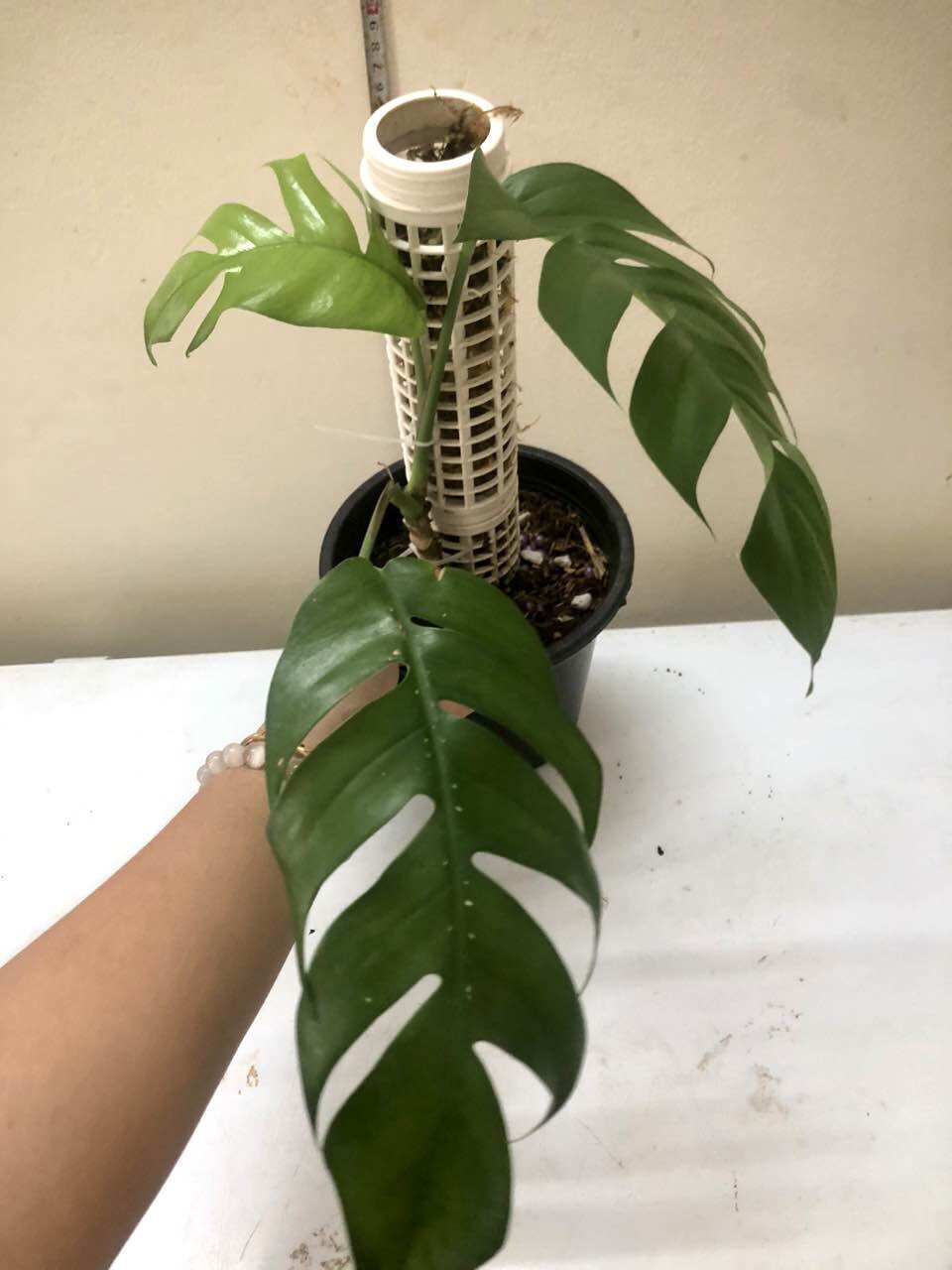 Cây kiểng trầu bà lá xẻ Epipremnum Pinnatum