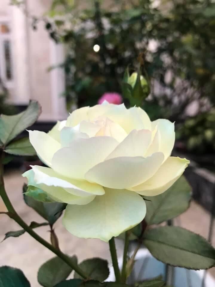 Hoa hồng ngoại Tchaikovsky rose