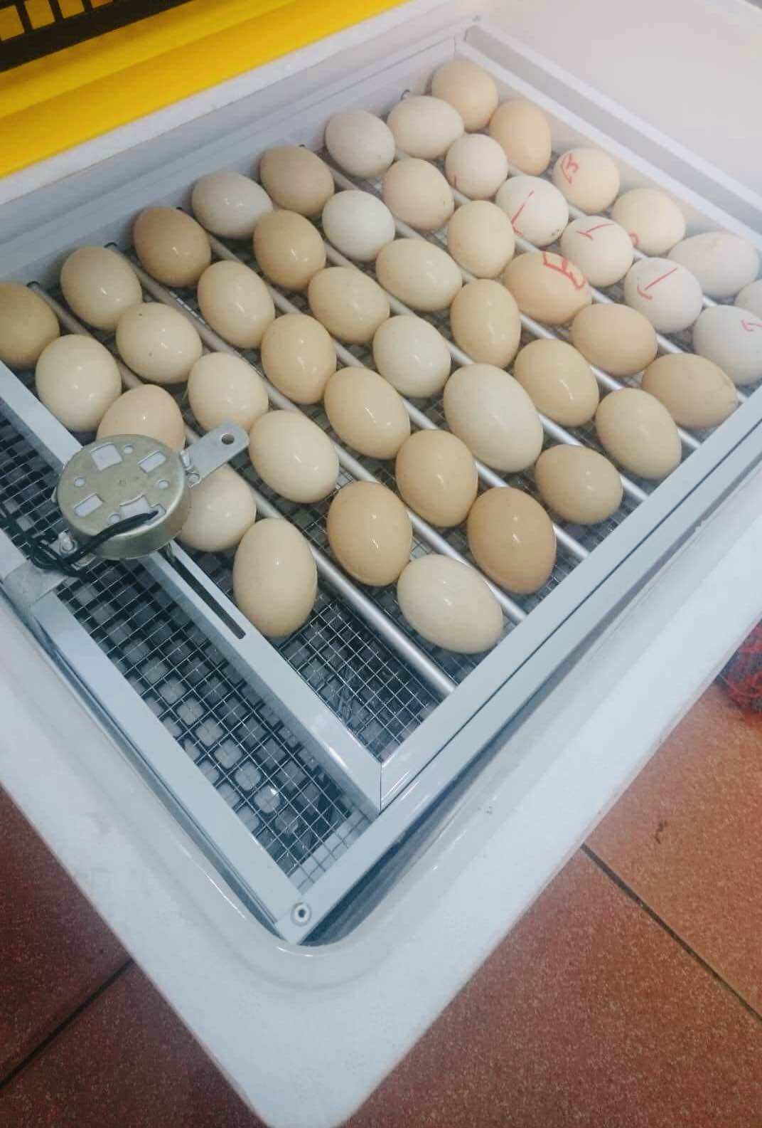 khay đảo trứng tự động