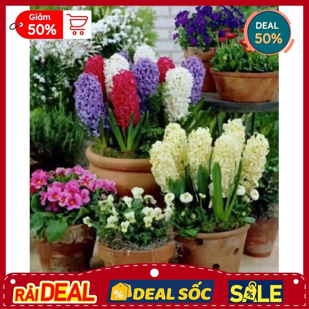 Củ hoa tiên ông nở tết(2 củ)