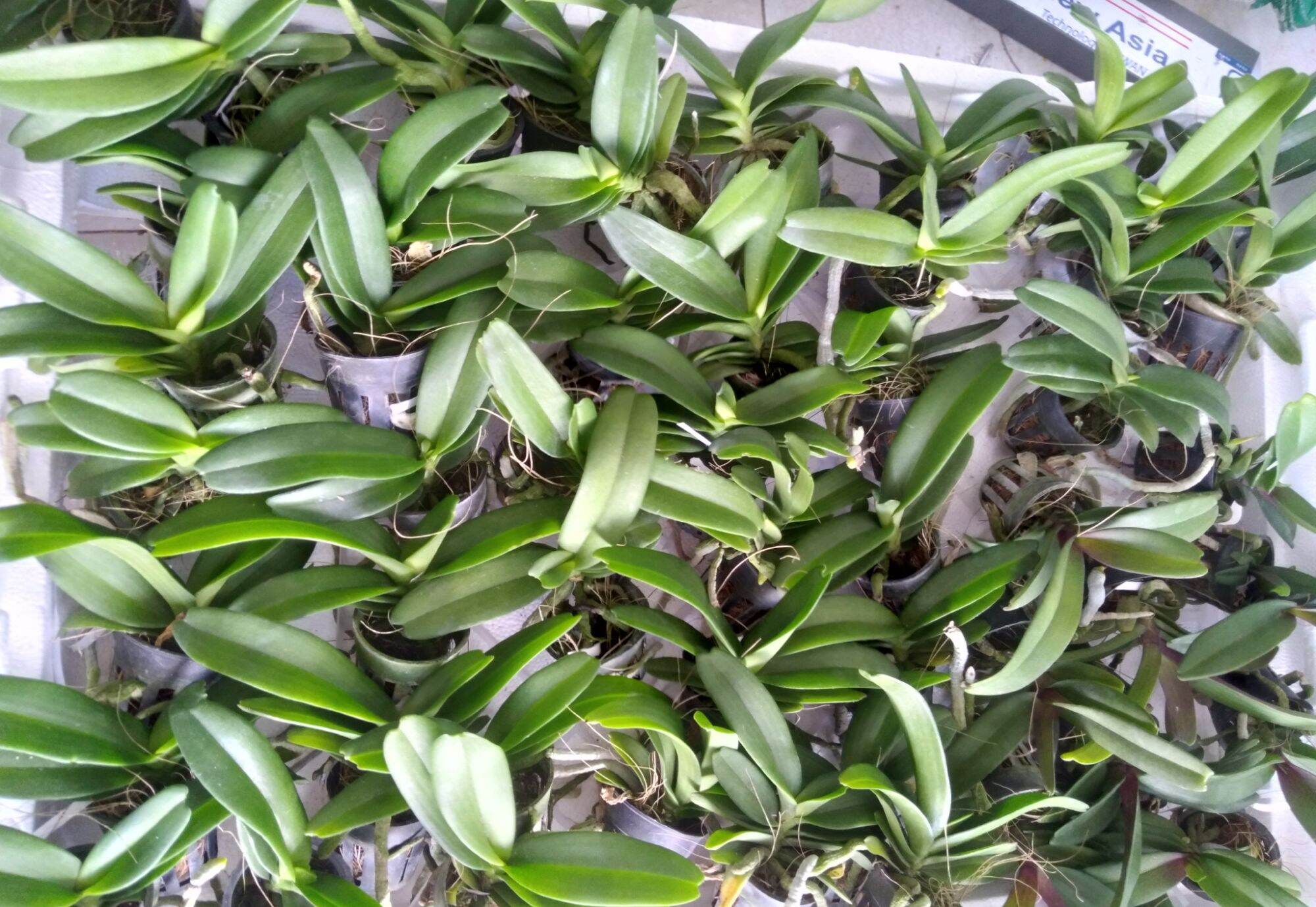 Cb 5 cây giống đai châu (ngọc điểm) thái đủ màu