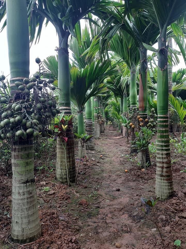 Quả cau lùn tứ quý giống