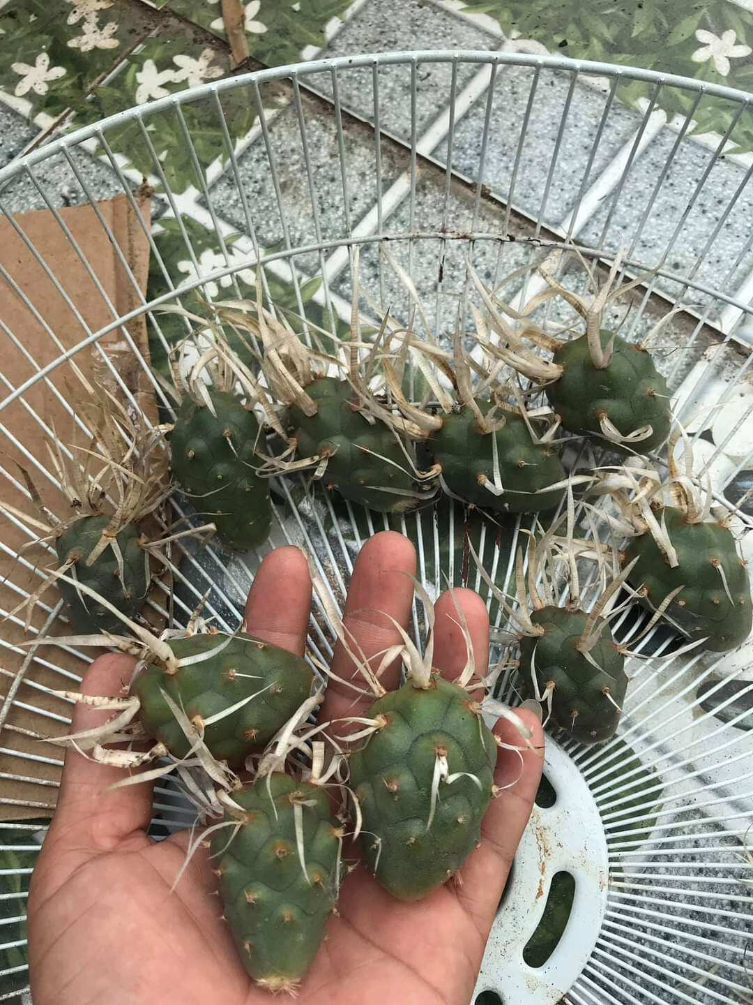Cây xương rồng gai giấy