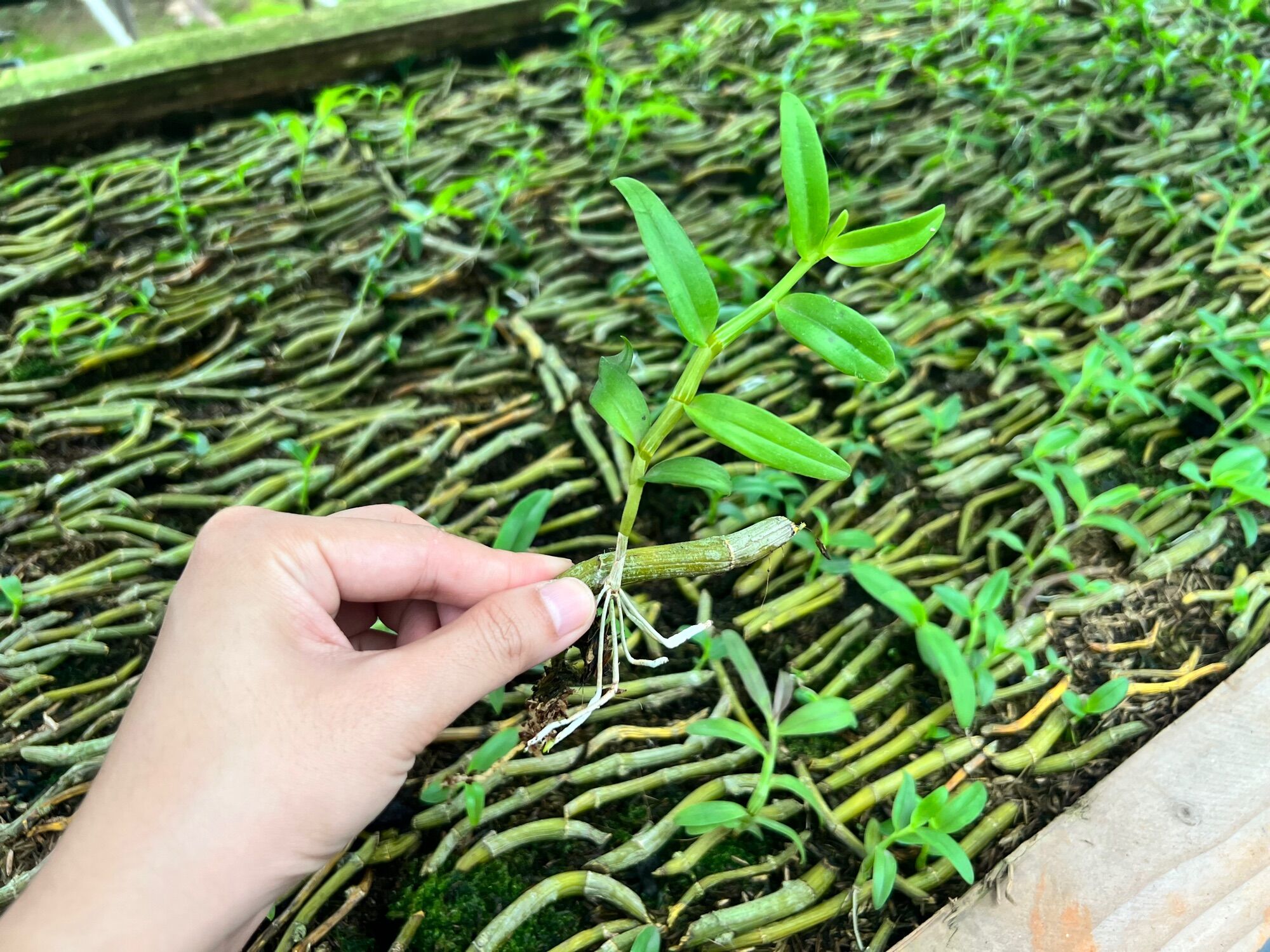 Phi Điệp kie con các màu