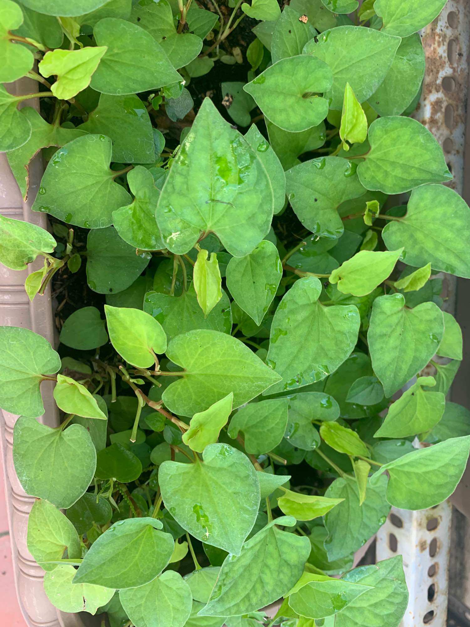 Cây diếp cá