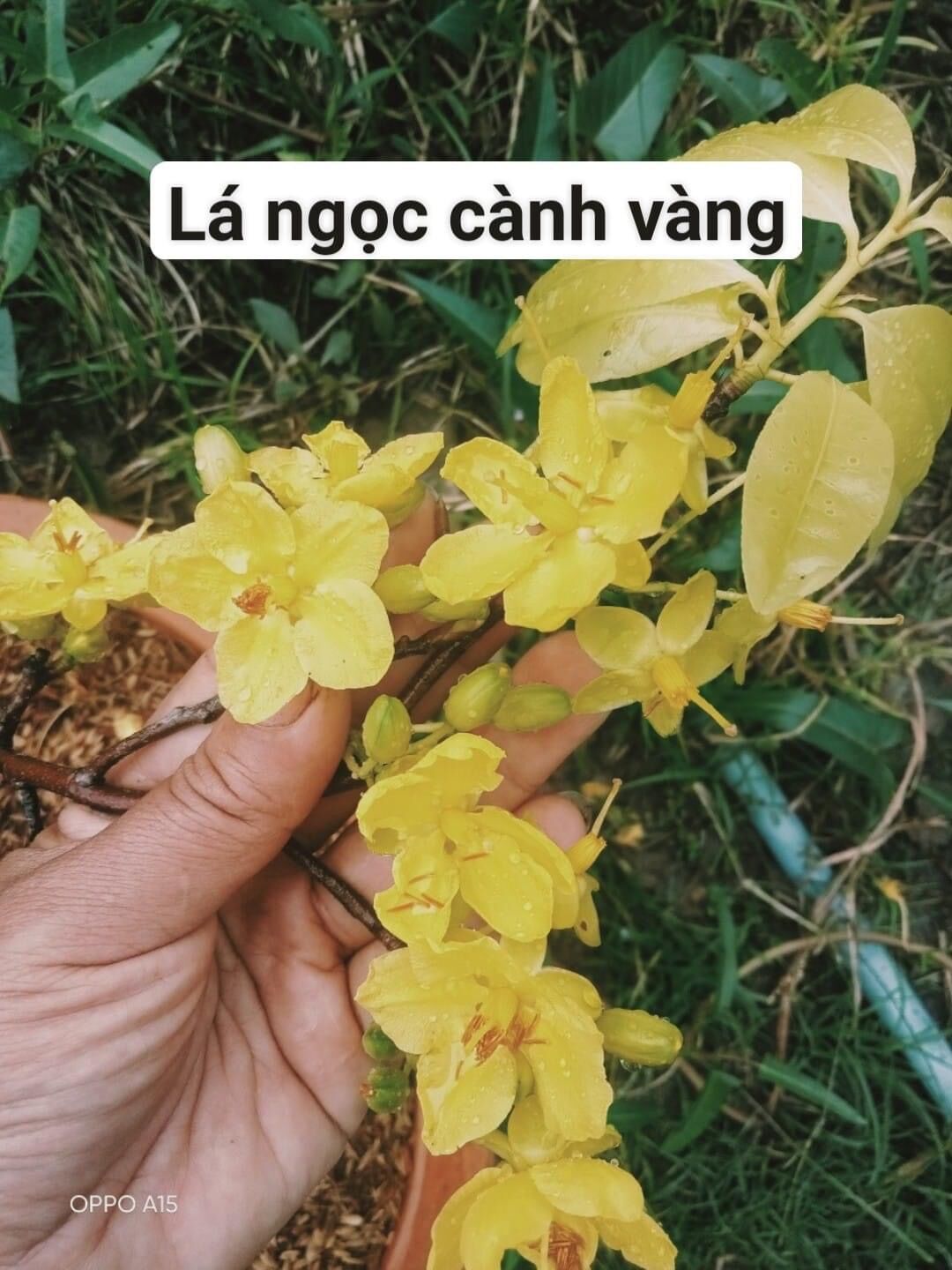 [HCM]Mai lá ngọc cành vàng cây mai đột biến (giống mới 2022 hoa và lá vàng hơn giống cũ)