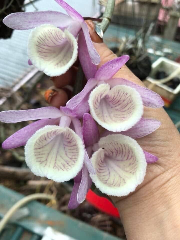 Hoa Lan hoàng thảo vôi