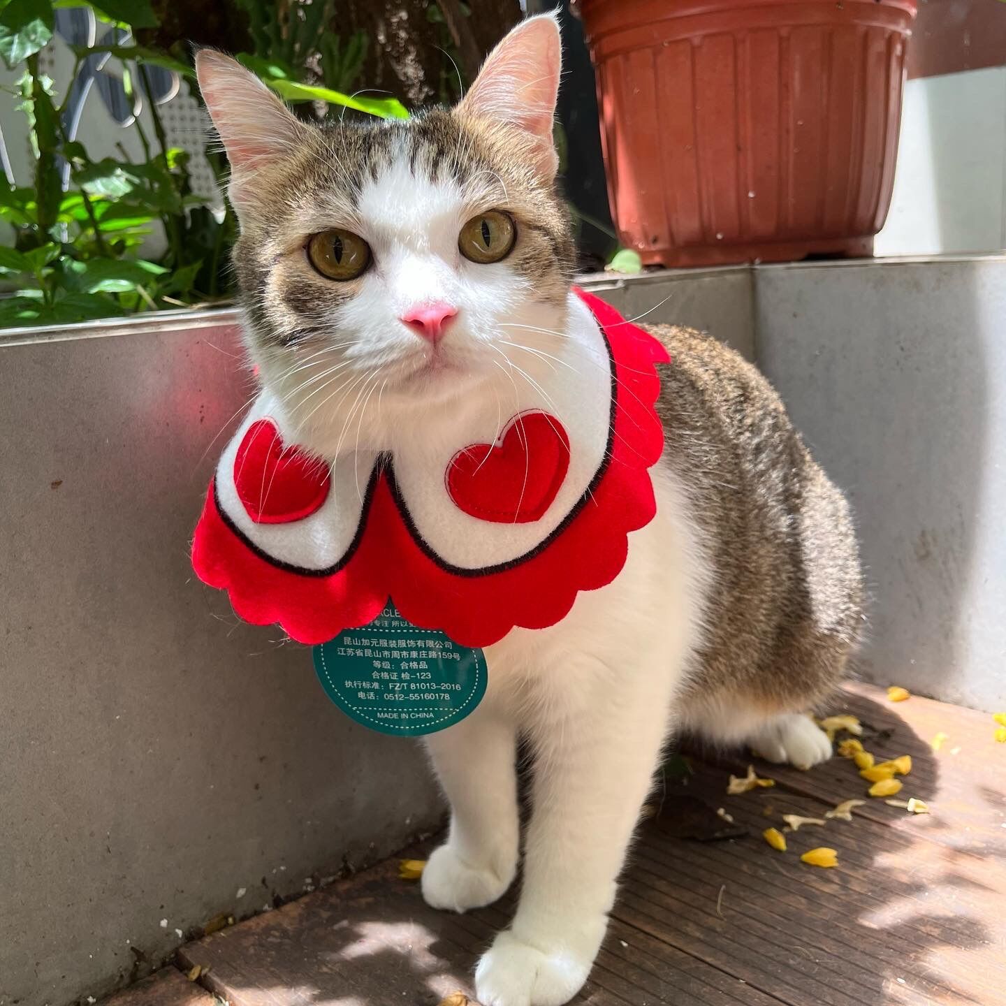✨✨ Yếm đeo cổ cho chó mèo cute ✨✨