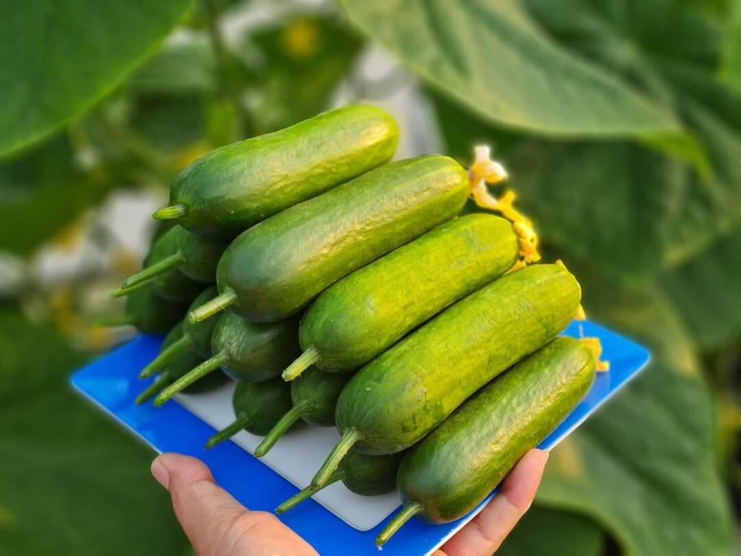 HẠT GIỐNG DƯA CHUỘT CHÙM TỰ THỤ PHẤN F1( 10 Hạt)
