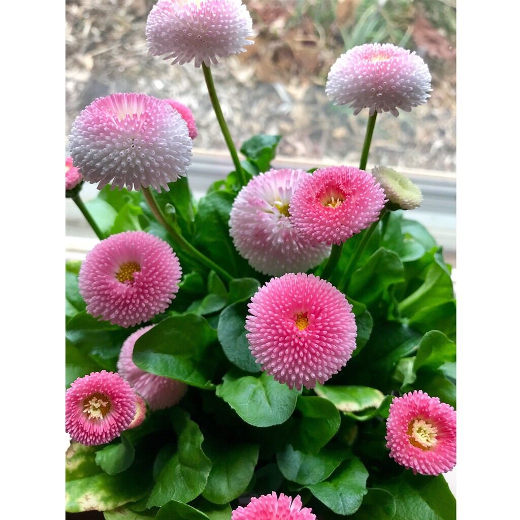 Hạt giống Cúc Daisy sỉ 10k gói 100 hạt