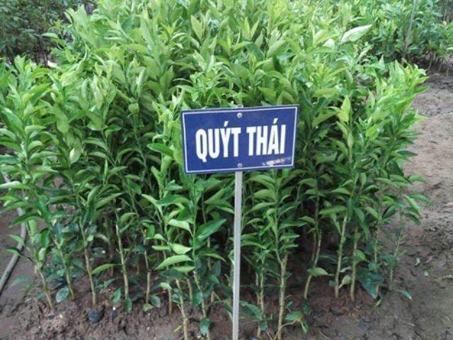 CÂY GIỐNG QUÝT THÁI KHÔNG HẠT